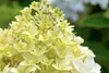 Hydrangea paniculata 'Skyfall', Rispenhortensie, weiß, ca. Produktbild-Vorschau 10