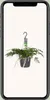 Humata tyermannii Bärenfußfarn Ø 17 cm - Höhe 20 cm - Produktbild-Vorschau 7