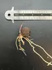 Stelzenpalme (Verschaffeltia splendida) - 1 gekeimter Samen Produktbild-Vorschau 4