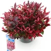 GreenboutiQ - Gartenpflanze - Leucothoe Zeblid - Rot - 1 Produktbild-Vorschau 2