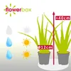 2er-Set Echte Aloe - pflegeleichte Zimmerpflanze, Aloe vera Produktbild-Vorschau 4