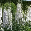 6 x Ridderspoor  - Delphinium 'Galahad'  | Topf 9cm x 9cm Produktbild-Vorschau 1