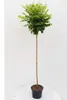 Robinia Umbraculifera, Kugelrobinie Stamm, Kugelbaum Produktbild-Vorschau 1