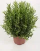 A potted rosemary plant against a white background. Produktbild-Vorschau