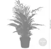 Bloomique - Mix 3 - Rośliny do sypialni - Spathiphyllum, Podgląd zdjęcia produktu 5