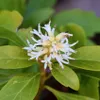 Pachysandra terminalis Green Sheen 1L Anteprima dell’immagine prodotto 3