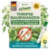 Orius Raubwanzen gegen Thripse - 5x Röhrchen - Thripse Produktbild-Vorschau 1