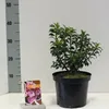 Kalmia lat. 'Little Linda' - Berglaurier | 25-30 cm in pot Productafbeelding-voorbeeld 3