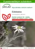 SAFLAX - Edelweiss - Leontopodium alpinum - 500 Semená - S Náhľad obrázku produktu 1