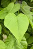 Catalpa bignonioides, Trompetenbaum, 40–60 cm, ca. 12 cm Produktbild-Vorschau 2