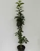 Säulensauerkirsche Jachim ® Kirsche Säulenobst Produktbild-Vorschau 2