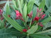 Oleander 80 - 90 cm Busch Nerium Rosenlorbeer Premium rot, Produktbild-Vorschau 5