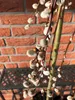 A close-up view of pussy willow branches with soft, fuzzy buds against a brick wall. Produktbild-Vorschau