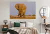 MuchoWow® Poster Afrikanischer Elefant im Sand 180x120 cm - Produktbild-Vorschau 5