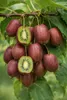 A cluster of mini kiwis, some whole and some cut in half, hanging from a branch with green leaves. Produktbild-Vorschau