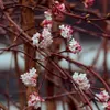 Close-up of pink and white flowers on brown branches. Produktbild-Vorschau