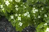 Cornus kousa chinensis 'Schmetterling', Blumen-Hartriegel, Produktbild-Vorschau 4