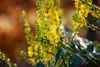 Mahonia media 'Winter Sun', Mahonie, gelbe Blüten, 60–80 cm Produktbild-Vorschau 7