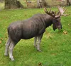 Dekofigur Gartenfigur Elch 65 x 26 x 44 cm Produktbild-Vorschau 1