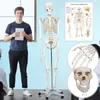 Jago® Ľudská anatómia kostra 181,5 cm - vrátane ochranného Náhľad obrázku produktu 18
