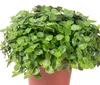 Kriechendes Schönpolster - pflegeleichte Zimmerpflanze, Produktbild-Vorschau 3