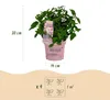 Green boutiQ - Gartenpflanze - Hydrangea panniculata Produktbild-Vorschau 4