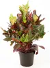 BALDUR Garten 1x Wunderstrauch Kroton ca. 55-65 cm hoch, im Produktbild-Vorschau 3