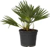 Vulkan Zwergpalme - Chamaerops 'Vulcano' - Höhe 35-45cm - Produktbild-Vorschau 1