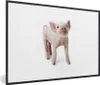MuchoWow® Gerahmtes Poster Schwein - Tiere - Weiß 90x60 cm Produktbild-Vorschau 1