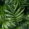 Zestaw 4 roslin doniczkowych Chamaedorea elegans w bialych Podgląd zdjęcia produktu 5