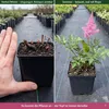 Stauden Gänge 1 x Astilbe arendsii 'Astary Rose' im 0,5 Produktbild-Vorschau 5