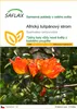 SAFLAX - Africký tulipánový strom - Spathodea campanulata - Náhled obrázku produktu 1