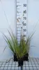 6 x  Pennisetum massiacum 'Red Bunny Tails' - Produktbild-Vorschau 2