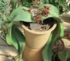 Welwitschia (Welwitschia mirabilis)  - 2 Samen Produktbild-Vorschau 2