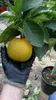 Citrus sinensis - pomarańcza prawdziwa - pomarańcza - Podgląd zdjęcia produktu 2