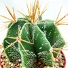 Astrophytum ornatum – biskupská čepice – květináč 8,5 cm Náhled obrázku produktu 2