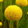 6 x Grünblättriges Heiligenkraut - Santolina rosmarinifolia Produktbild-Vorschau 1
