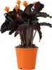 Calathée - Calathea crocata 'Tassmania' - Hauteur 40-50cm - Voir les images du produit 1