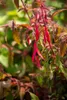 Fuchsia magellanica 'Riccartonii', winterhart, rot-violett, Podgląd zdjęcia produktu 3