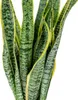 Bloomique - 2er Set - Sansevieria Laurentii - Bogenhanf - Produktbild-Vorschau 3