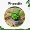 Enseleits Pimpinelle im 12cm Topf, Kräuter Pflanze, Produktbild-Vorschau 3