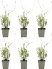 Bloomique - Zestaw 6 sztuk - Lavandula Angustifolia ‘Dwarf Podgląd zdjęcia produktu 1
