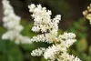 Stauden Gänge 1 x Astilbe arendsii 'Deutschland' - Produktbild-Vorschau 4