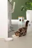 Beeztees Kitten Zina - Ciotola per gatti - grigio - Anteprima dell’immagine prodotto 2