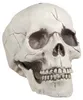 Pohyblivá čeľusť lebky 16 x 14 x 21 cm Náhľad obrázku produktu 1