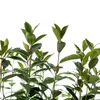 A close-up view of several green plants with dark stems against a white background. Produktbild-Vorschau