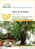SAFLAX  - Arbre de la Bodhi - 100 graines - Ficus Voir les images du produit 1