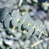 Eukalyptusbaum Eucalyptus gunnii - 2 Pflanzen - Winterhart Produktbild-Vorschau 5
