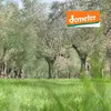 Epikouros oliwa extra virgin Kalamata 2LDemeter Podgląd zdjęcia produktu 2