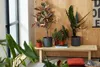 A collection of houseplants in pots arranged on a wooden bench against a plywood wall. Anteprima dell’immagine prodotto